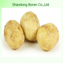 Top Quality Competitive Price Fresh Potato